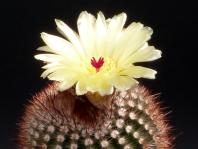 Thumbnail of 0701_Notocactus rauschii_20120519(1).jpg